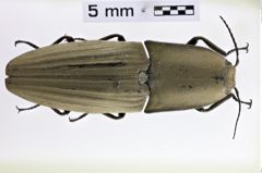 Foto (Dorsalansicht) von Chalcolepidius mocquerysii (Candèze, 1857)